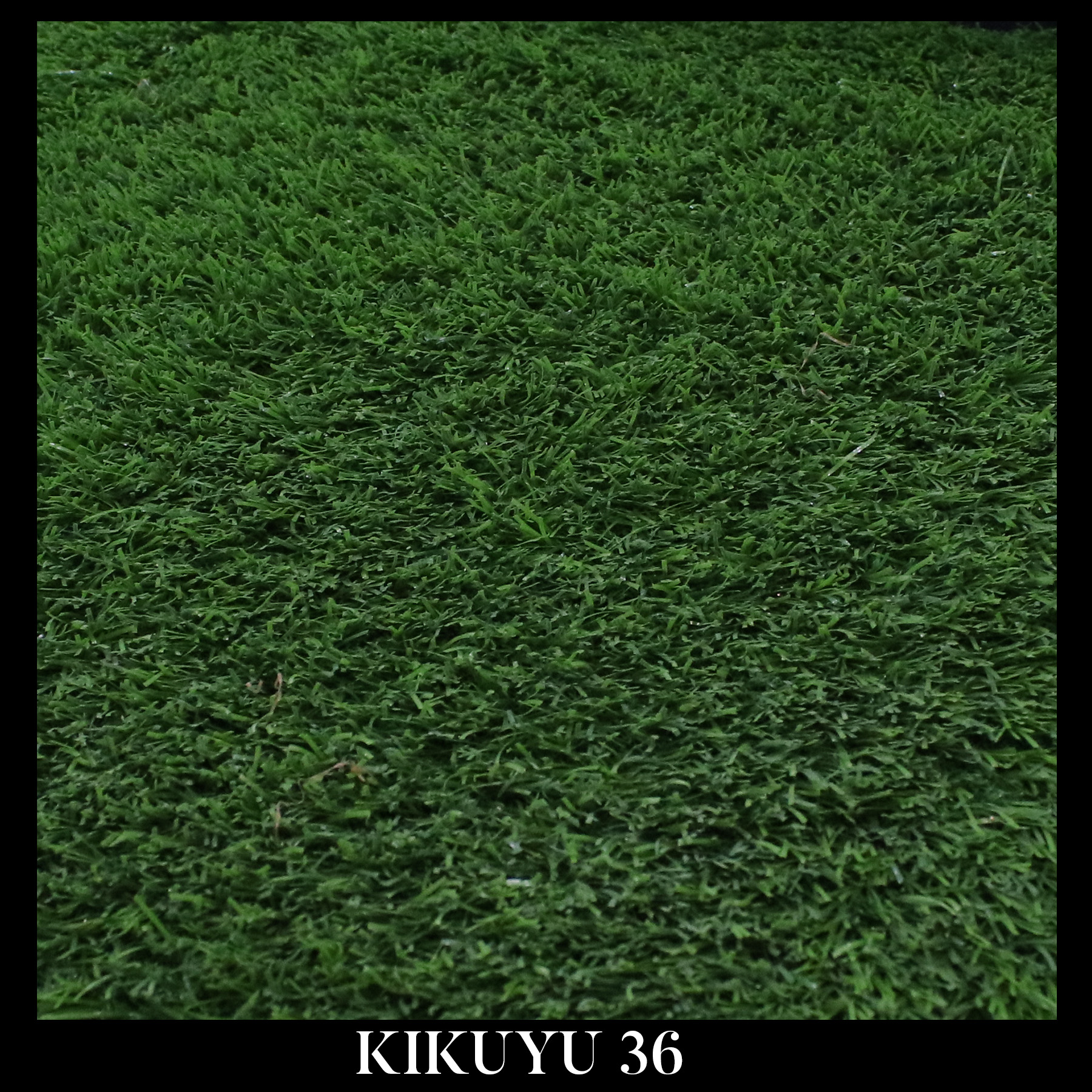KIKUYU 36
